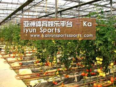 种植基地二(图1)