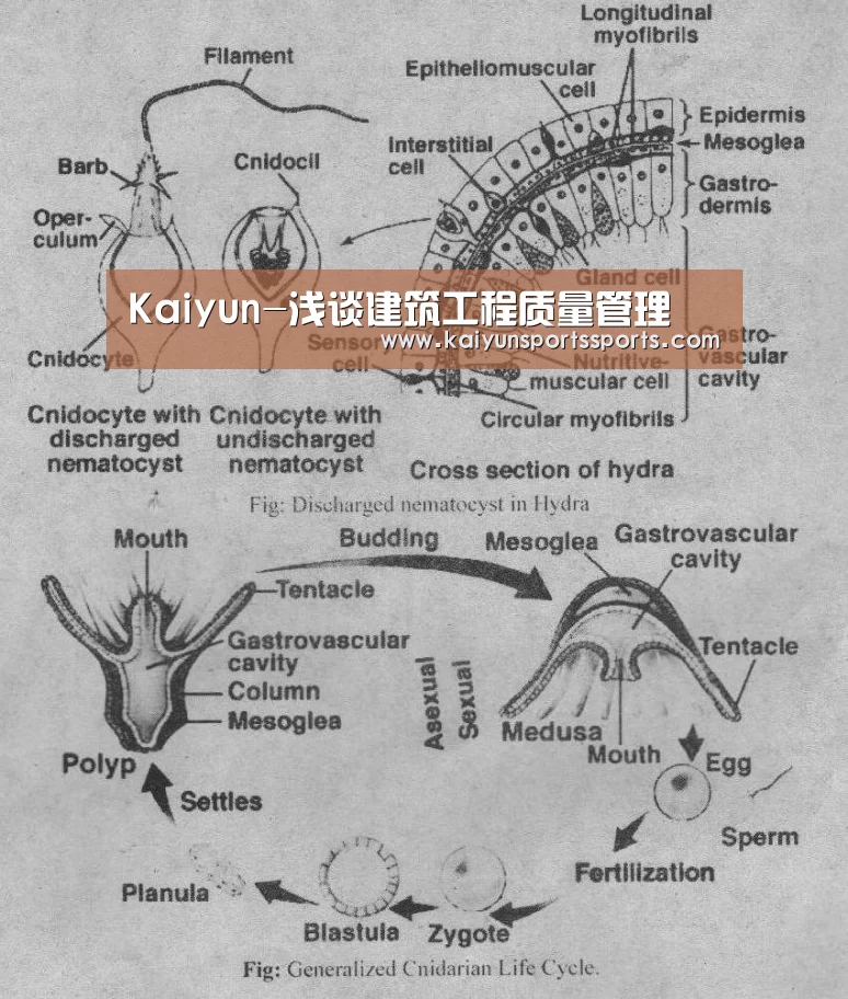 开云体育
